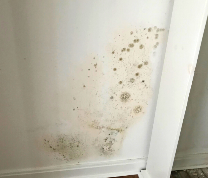 Mold removal near me in Wallingford, CT.