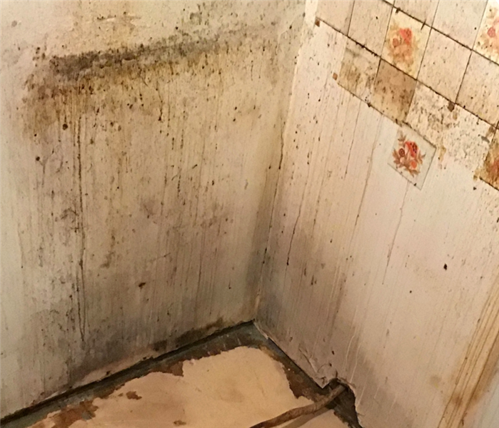 Mold removal near me in Plantsville, Connecticut.