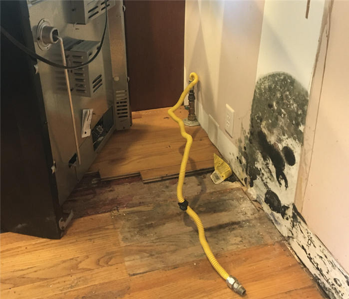 Mold removal service near me in Meriden, CT.