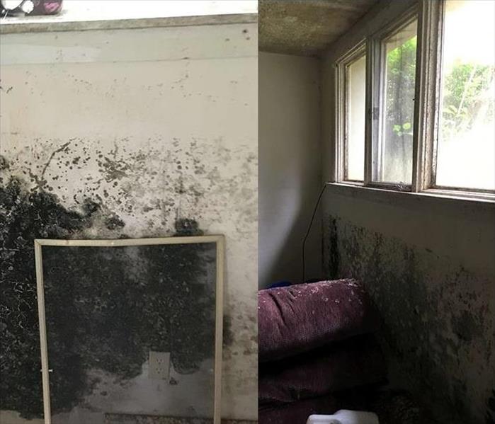 mold covering walls in meriden home