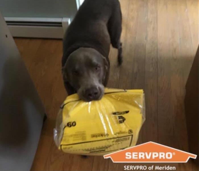 Dog with SERVPRO cleaning supplies in its mouth, SERVPRO logo on lower right