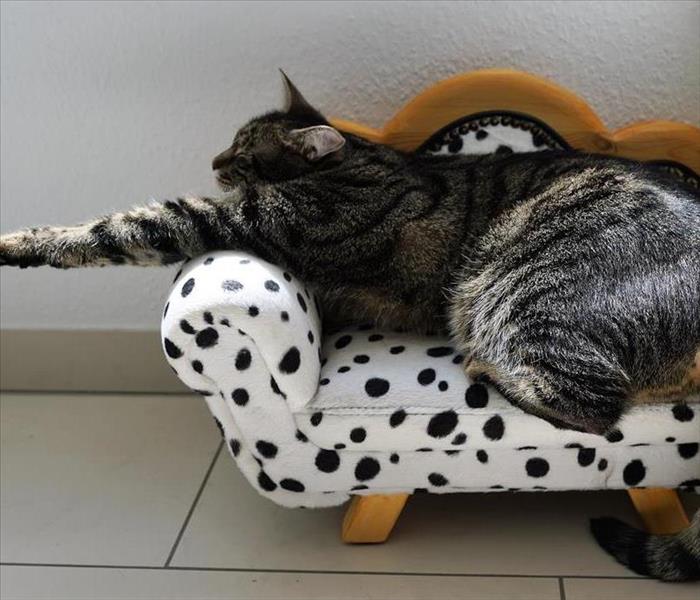 Cat laying on a toy sofa stretching to the left